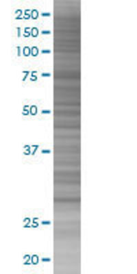 CLIC3 transfected lysate.