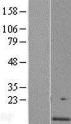 Western Blot: C4orf46 Overexpression Lysate (Adult Normal) [NBL1-12584] Left-Empty vector transfected control cell lysate (HEK293 cell lysate); Right -Over-expression Lysate for C4orf46.