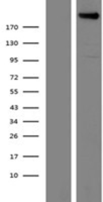 Western Blot: Plexin A4 Overexpression Lysate (Adult Normal) [NBP2-11270] Left-Empty vector transfected control cell lysate (HEK293 cell lysate); Right -Over-expression Lysate for Plexin A4.