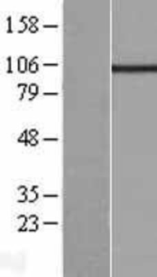 Western Blot: KCNQ5 Overexpression Lysate (Adult Normal) [NBL1-12201] Left-Empty vector transfected control cell lysate (HEK293 cell lysate); Right -Over-expression Lysate for KCNQ5.