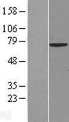 Western Blot: NCOA4 Overexpression Lysate (Adult Normal) [NBP2-09732] Left-Empty vector transfected control cell lysate (HEK293 cell lysate); Right -Over-expression Lysate for NCOA4.