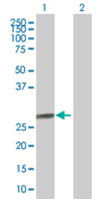 Lane 1: CLIC3 transfected lysate (26.6 KDa) Lane 2: Non-transfected lysate.