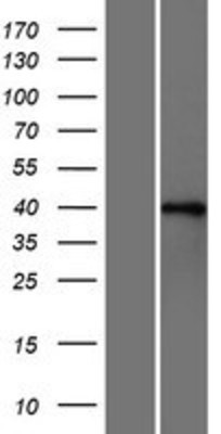 Western Blot: FOX2 Overexpression Lysate (Adult Normal) [NBP2-10330] Left-Empty vector transfected control cell lysate (HEK293 cell lysate); Right -Over-expression Lysate for FOX2.