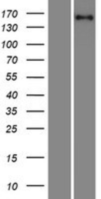 Western Blot: PURL Overexpression Lysate (Adult Normal) [NBP2-10354] Left-Empty vector transfected control cell lysate (HEK293 cell lysate); Right -Over-expression Lysate for PURL.