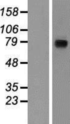 Western Blot: Nicastrin Overexpression Lysate (Adult Normal) [NBP2-10287] Left-Empty vector transfected control cell lysate (HEK293 cell lysate); Right -Over-expression Lysate for Nicastrin.
