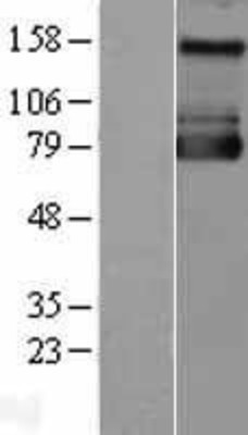 Western Blot: NHE1 Overexpression Lysate (Adult Normal) [NBL1-16195] Left-Empty vector transfected control cell lysate (HEK293 cell lysate); Right -Over-expression Lysate for NHE1.