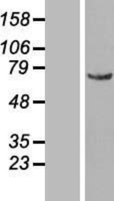 Western Blot: NUP50 Overexpression Lysate (Adult Normal) [NBL1-13878] Left-Empty vector transfected control cell lysate (HEK293 cell lysate); Right -Over-expression Lysate for NUP50.