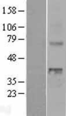 Western Blot: WNT4 Overexpression Lysate (Adult Normal) [NBL1-17871] Left-Empty vector transfected control cell lysate (HEK293 cell lysate); Right -Over-expression Lysate for WNT4.