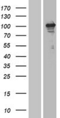 Western Blot: ErbB3 Overexpression Lysate (Adult Normal) [NBP2-04209] Left-Empty vector transfected control cell lysate (HEK293 cell lysate); Right -Over-expression Lysate for ErbB3.