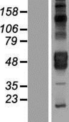 Western Blot: KIR2DL4 Overexpression Lysate (Adult Normal) [NBL1-12302] Left-Empty vector transfected control cell lysate (HEK293 cell lysate); Right -Over-expression Lysate for KIR2DL4.
