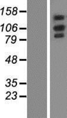 Western Blot: OXR1 Overexpression Lysate (Adult Normal) [NBP2-04919] Left-Empty vector transfected control cell lysate (HEK293 cell lysate); Right -Over-expression Lysate for OXR1.