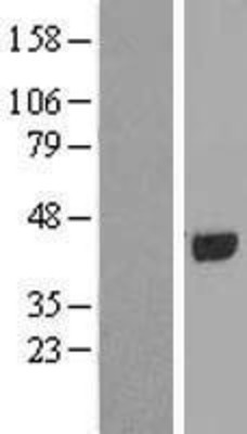 Western Blot: PAAF1 Overexpression Lysate (Adult Normal) [NBL1-14056] Left-Empty vector transfected control cell lysate (HEK293 cell lysate); Right -Over-expression Lysate for PAAF1.