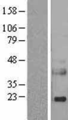 Western Blot: Reg3a Overexpression Lysate (Adult Normal) [NBP2-05623] Left-Empty vector transfected control cell lysate (HEK293 cell lysate); Right -Over-expression Lysate for Reg3a.