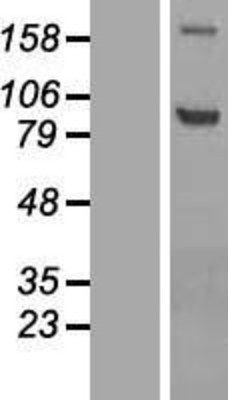 Western Blot: ADAMTS4 Overexpression Lysate (Adult Normal) [NBP2-07792] Left-Empty vector transfected control cell lysate (HEK293 cell lysate); Right -Over-expression Lysate for ADAMTS4.
