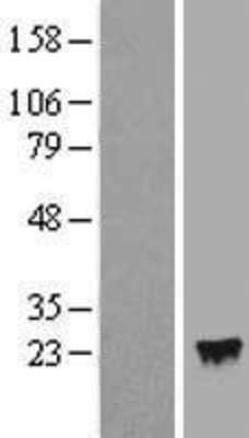 Western Blot: IFNA4 Overexpression Lysate (Adult Normal) [NBP2-06567] Left-Empty vector transfected control cell lysate (HEK293 cell lysate); Right -Over-expression Lysate for IFNA4.