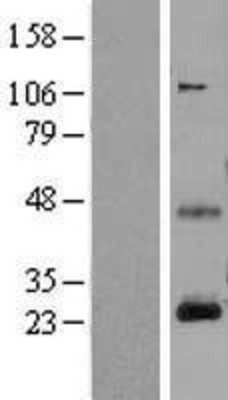 Western Blot: CD3 epsilon Overexpression Lysate (Adult Normal) [NBL1-08944] Left-Empty vector transfected control cell lysate (HEK293 cell lysate); Right -Over-expression Lysate for CD3 epsilon.