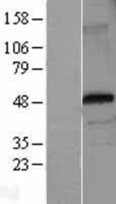 Western Blot: FOXP3 Overexpression Lysate (Adult Normal) [NBL1-10817] Left-Empty vector transfected control cell lysate (HEK293 cell lysate); Right -Over-expression Lysate for FOXP3.