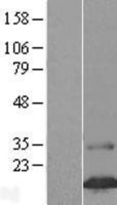 Western Blot: FAM24B Overexpression Lysate (Adult Normal) [NBL1-10515] Left-Empty vector transfected control cell lysate (HEK293 cell lysate); Right -Over-expression Lysate for FAM24B.
