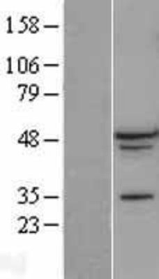 Western Blot: A2BP1 Overexpression Lysate (Adult Normal) [NBL1-07156] Left-Empty vector transfected control cell lysate (HEK293 cell lysate); Right -Over-expression Lysate for A2BP1.