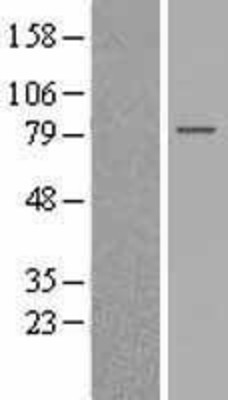 Western Blot: GPSM2 Overexpression Lysate (Adult Normal) [NBL1-11310] Left-Empty vector transfected control cell lysate (HEK293 cell lysate); Right -Over-expression Lysate for GPSM2.