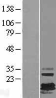 Western Blot: FXYD7 Overexpression Lysate (Adult Normal) [NBL1-10882] Left-Empty vector transfected control cell lysate (HEK293 cell lysate); Right -Over-expression Lysate for FXYD7.