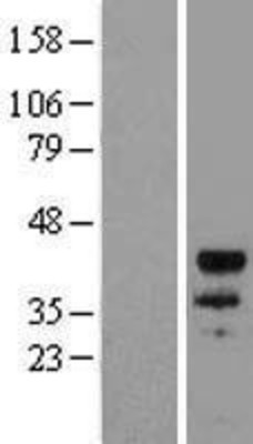 Western Blot: MyoD1 Overexpression Lysate (Adult Normal) [NBL1-13443] Left-Empty vector transfected control cell lysate (HEK293 cell lysate); Right -Over-expression Lysate for MyoD1.