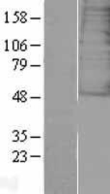 Western Blot: Galanin Receptor 3 Overexpression Lysate (Adult Normal) [NBL1-10963] Left-Empty vector transfected control cell lysate (HEK293 cell lysate); Right -Over-expression Lysate for Galanin Receptor 3.