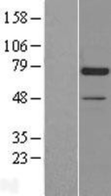Western Blot: Artemis Overexpression Lysate (Adult Normal) [NBL1-09743] Left-Empty vector transfected control cell lysate (HEK293 cell lysate); Right -Over-expression Lysate for Artemis.