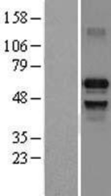 Western Blot: IRF7 Overexpression Lysate (Adult Normal) [NBL1-12037] Left-Empty vector transfected control cell lysate (HEK293 cell lysate); Right -Over-expression Lysate for IRF7.