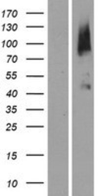 Western Blot: Bombesin Receptor 3 Overexpression Lysate (Adult Normal) [NBP2-04202] Left-Empty vector transfected control cell lysate (HEK293 cell lysate); Right -Over-expression Lysate for Bombesin Receptor 3.