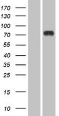 Western Blot: SP3 Overexpression Lysate (Adult Normal) [NBP2-04186] Left-Empty vector transfected control cell lysate (HEK293 cell lysate); Right -Over-expression Lysate for SP3.