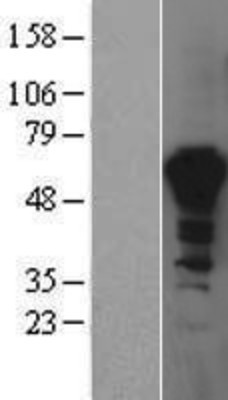Western Blot: PPIL4 Overexpression Lysate (Adult Normal) [NBP2-04420] Left-Empty vector transfected control cell lysate (HEK293 cell lysate); Right -Over-expression Lysate for PPIL4.
