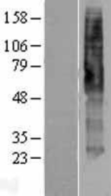 Western Blot: 5HT4 Receptor Overexpression Lysate (Adult Normal) [NBP2-04179] Left-Empty vector transfected control cell lysate (HEK293 cell lysate); Right -Over-expression Lysate for 5HT4 Receptor.