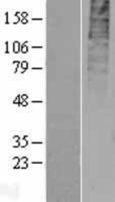 Western Blot: GPR55 Overexpression Lysate (Adult Normal) [NBL1-11284] Left-Empty vector transfected control cell lysate (HEK293 cell lysate); Right -Over-expression Lysate for GPR55.