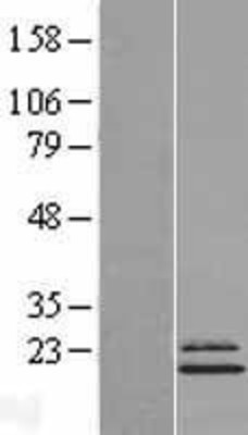 Western Blot: Ndufs4 Overexpression Lysate (Adult Normal) [NBL1-13563] Left-Empty vector transfected control cell lysate (HEK293 cell lysate); Right -Over-expression Lysate for Ndufs4.