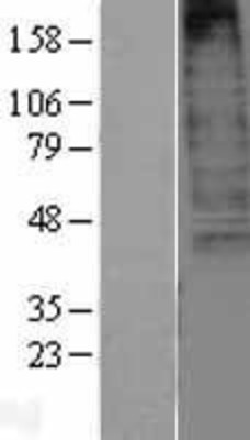 Western Blot: CXCR3 Overexpression Lysate (Adult Normal) [NBL1-09631] Left-Empty vector transfected control cell lysate (HEK293 cell lysate); Right -Over-expression Lysate for CXCR3.