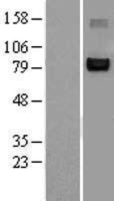 Western Blot: NFAT2 Overexpression Lysate (Adult Normal) [NBL1-13609] Left-Empty vector transfected control cell lysate (HEK293 cell lysate); Right -Over-expression Lysate for NFAT2.