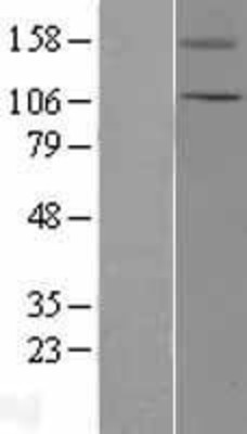 Western Blot: TRPC5 Overexpression Lysate (Adult Normal) [NBL1-17334] Left-Empty vector transfected control cell lysate (HEK293 cell lysate); Right -Over-expression Lysate for TRPC5.