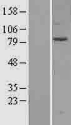 Western Blot: SEC3 Overexpression Lysate (Adult Normal) [NBP2-04370] Left-Empty vector transfected control cell lysate (HEK293 cell lysate); Right -Over-expression Lysate for SEC3.