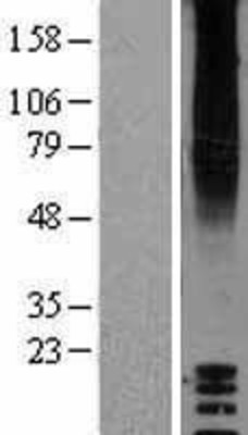 Western Blot: GPR87 Overexpression Lysate (Adult Normal) [NBP2-04391] Left-Empty vector transfected control cell lysate (HEK293 cell lysate); Right -Over-expression Lysate for GPR87.