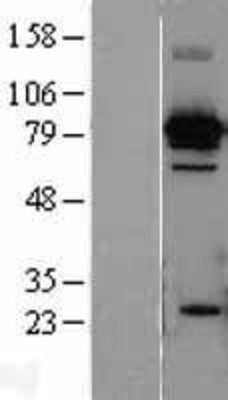 Western Blot: Hsc70 Overexpression Lysate (Adult Normal) [NBL1-11755] Left-Empty vector transfected control cell lysate (HEK293 cell lysate); Right -Over-expression Lysate for Hsc70.