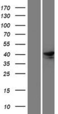 Western Blot: RASSF6 Overexpression Lysate (Adult Normal) [NBP2-04579] Left-Empty vector transfected control cell lysate (HEK293 cell lysate); Right -Over-expression Lysate for RASSF6.
