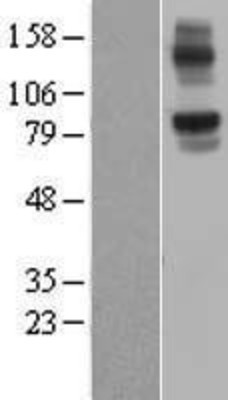 Western Blot: NLRX1 Overexpression Lysate (Adult Normal) [NBL1-13677] Left-Empty vector transfected control cell lysate (HEK293 cell lysate); Right -Over-expression Lysate for NLRX1.