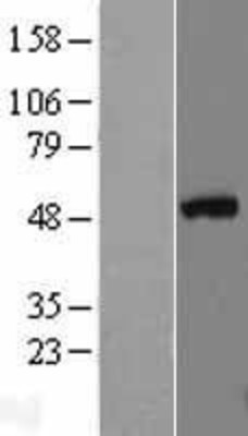 Western Blot: GATA3 Overexpression Lysate (Adult Normal) [NBL1-10982] Left-Empty vector transfected control cell lysate (HEK293 cell lysate); Right -Over-expression Lysate for GATA3.