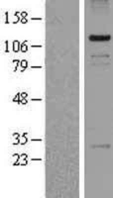 Western Blot: PASD1 Overexpression Lysate (Adult Normal) [NBP2-04435] Left-Empty vector transfected control cell lysate (HEK293 cell lysate); Right -Over-expression Lysate for PASD1.