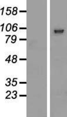Western Blot: PCDHGB2 Overexpression Lysate (Adult Normal) [NBP2-06771] Left-Empty vector transfected control cell lysate (HEK293 cell lysate); Right -Over-expression Lysate for PCDHGB2.