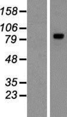 Western Blot: TYW1 Overexpression Lysate (Adult Normal) [NBP2-06831] Left-Empty vector transfected control cell lysate (HEK293 cell lysate); Right -Over-expression Lysate for TYW1.