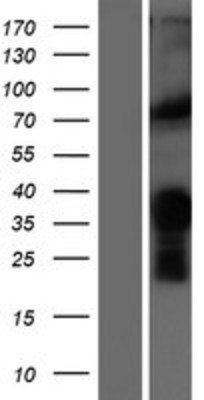 Western Blot: Myf5 Overexpression Lysate (Adult Normal) [NBP2-07728] Left-Empty vector transfected control cell lysate (HEK293 cell lysate); Right -Over-expression Lysate for Myf5.