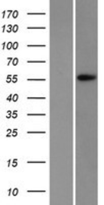 Western Blot: APEX2 Overexpression Lysate (Adult Normal) [NBP2-07324] Left-Empty vector transfected control cell lysate (HEK293 cell lysate); Right -Over-expression Lysate for APEX2.