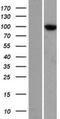 Western Blot: TTC7A Overexpression Lysate (Adult Normal) [NBP2-06642] Left-Empty vector transfected control cell lysate (HEK293 cell lysate); Right -Over-expression Lysate for TTC7A.